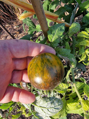Kryptonite Tomato Seeds10 Fresh Seeds from B&Q