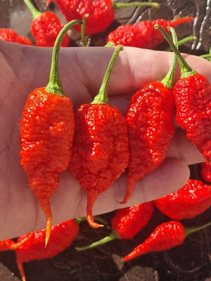 Faddas Poison Tail Chilli Seeds10 Fresh Seeds