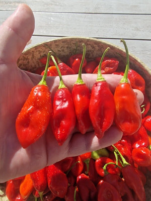 St Thomas Usvi Chilli Seeds10 Fresh Seeds from B&Q