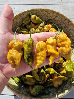 Butterscotch Ghost Scorpion Chilli Seeds10 Fresh Seeds