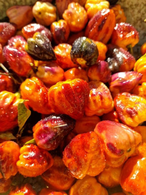 Purple Uprising Orange Chilli Seeds10 Fresh Seeds