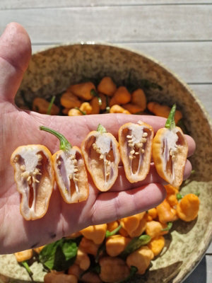 Peach Jes Chilli Seeds10 Fresh Seeds