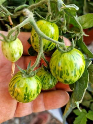 Tiny Tiger Micro Dwarf Tomato Seeds10 Fresh Seeds from B&Q
