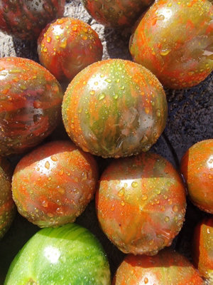 Dark Stripe Micro Dwarf Tomato Seeds10 Fresh Seeds from B&Q