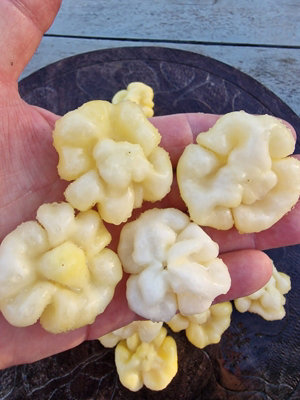 Scotch Bonnet White Chilli Seeds10 Fresh Seeds