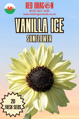  - Vanilla Ice Sunflower Seeds20 Fresh Seeds