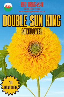 Double Sun King Sunflower Seeds10 Fresh Seeds from B&Q
