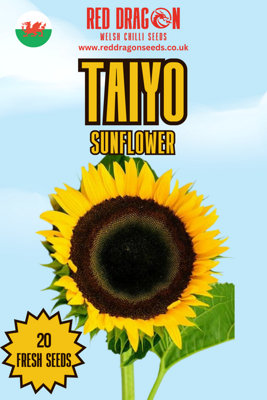  - Taiyo Sunflower Seeds20 Fresh Seeds