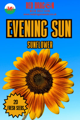 Evening Sun Sunflower Seeds20 Fresh Seeds from B&Q