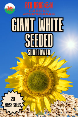 Giant White Seeded Sunflower Seeds20 Fresh Seeds from B&Q