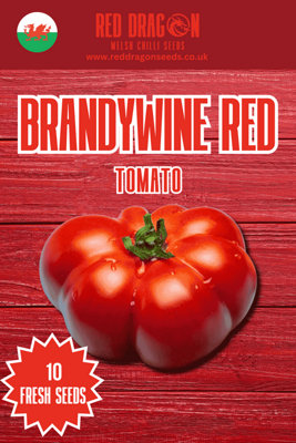 B&Q -  Brandywine Red Tomato Seeds For Home Garden Growing