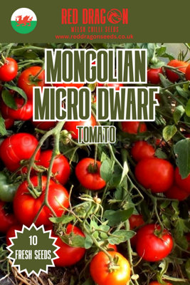 Mongolian Micro Dwarf Tomato Seeds10 Fresh Seeds from B&Q