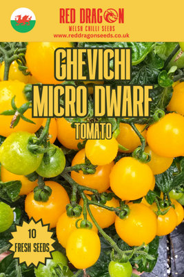 Ghevichi Micro Dwarf Tomato Seeds10 Fresh Seeds from B&Q