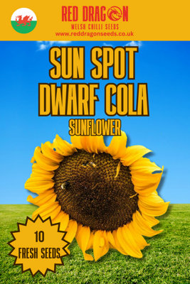 Sun Spot Dwarf Cola Sunflower Seeds10 Fresh Seeds from B&Q