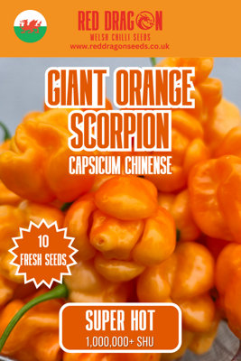 B&Q -  Giant Orange Scorpion Chilli Seeds For Growing Hot Peppers
