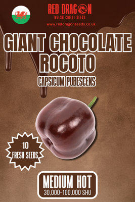 B&Q -  Giant Chocolate Rocoto Chilli Seeds For Growing Hot Peppers