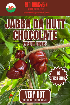 B&Q -  Jabba Da Hutt Chocolate Chilli Seeds For Growing Hot Peppers