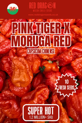 B&Q -  Pink Tiger X Moruga Red Chilli Seeds For Growing Hot Peppers