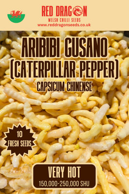 B&Q -  Aribibi Gusano (Caterpillar Pepper) Chilli Seeds For Growing Hot Peppers