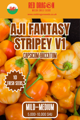Red Dragon Seeds LTD Aji Fantasy Stripey V1 Chilli Seeds For Growing Hot Peppers from B&Q