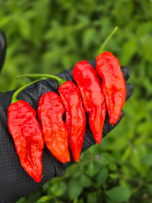 B&Q -  Embassy Naga Chilli Seeds For Growing Hot Peppers