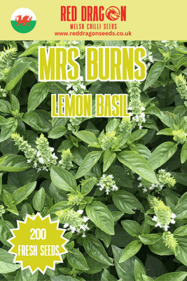 B&Q -  Mrs Burns Lemon Basil  Herb Seeds For Pots And Gardens