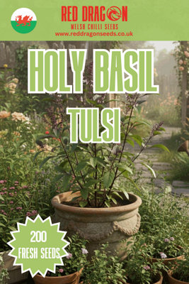 B&Q -  Holy Basil Tulsi  Herb Seeds For Pots And Gardens