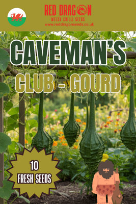 Cavemans Club Gourd Seeds10 Fresh Seeds from B&Q