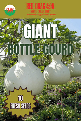 Giant Bottle Gourd Seeds10 Fresh Seeds from B&Q