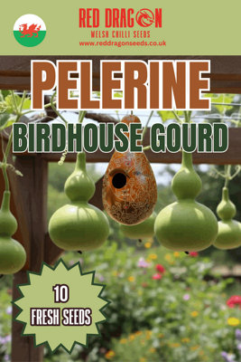 Pelerine Birdhouse Gourd Seeds10 Fresh Seeds from B&Q