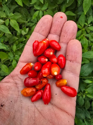 B&Q -  Ata Ijosi Chilli Seeds For Growing Hot Peppers