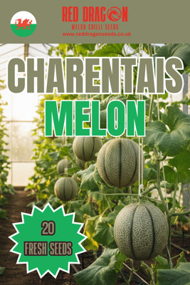 Charentais Melon Seeds20 Fresh Seeds from B&Q