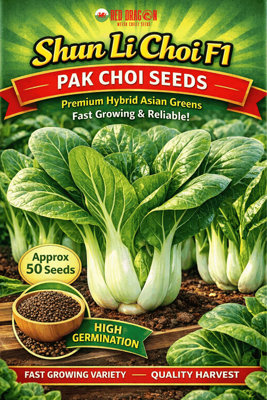 B&Q -  Shun Li Choi F1 Pak Choi For Home Garden Growing