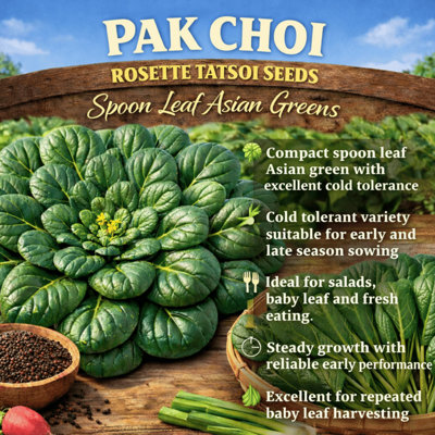 B&Q -  Rosette Tatsoi Pak Choi For Home Garden Growing