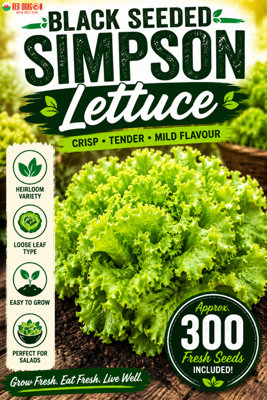 B&Q -  Black Seeded Simpson Lettuce Seeds For Fresh Salad Growing