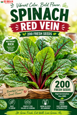 B&Q -  Spinach Red Vein Seeds For Leafy Green Harvests