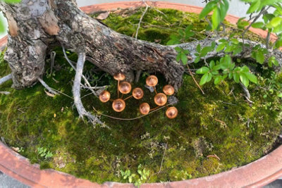 Copper Mushroom Garden Stakes Set of 2 Metal Planter Border Ornament - Image 4