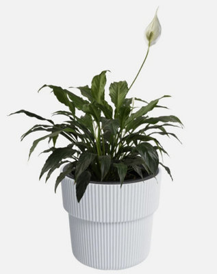 B2C Flowerpot Ridged Planter With Insert Indoor Outdoor Modern Elegant & Stylish W29.9Cm X H28.5Cm White from B&Q