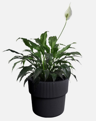B2C Flowerpot Ridged Planter With Insert Indoor Outdoor Modern Elegant & Stylish W39Cm X H37Cm Anthracite from B&Q