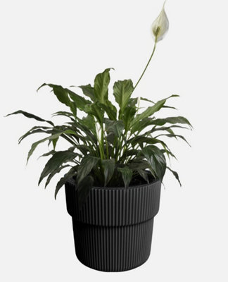 B2C Flowerpot Ridged Planter With Insert Indoor Outdoor Modern Elegant & Stylish W39Cm X H37Cm Carbon from B&Q