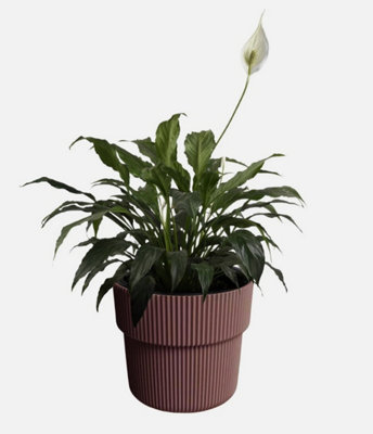 B2C Flowerpot Ridged Planter With Insert Indoor Outdoor Modern Elegant & Stylish W39Cm X H37Cm Marsala