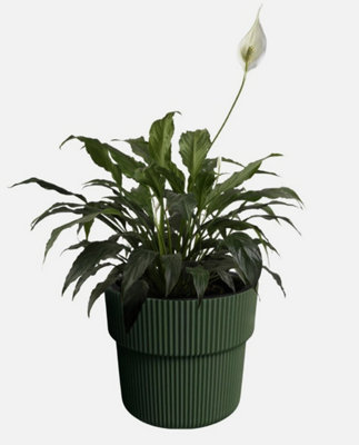 B2C Flowerpot Ridged Planter With Insert Indoor Outdoor Modern Elegant & Stylish W39Cm X H37Cm Pine Green from B&Q