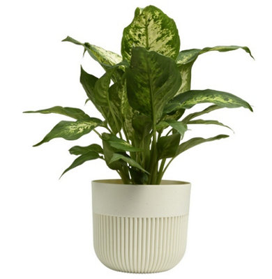 B&Q -  Plant Pot Flower Planter Modern Ribbed Decorative Pots Indoor Outdoor Garden 15Cm Ecru