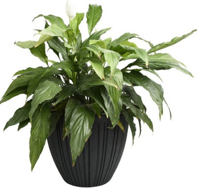 B2C Round Flower Pot Outdoor Indoor Ridged Planter Pot Textured Decorative Modern TallW35Cm X H50Cm Charcoal from B&Q
