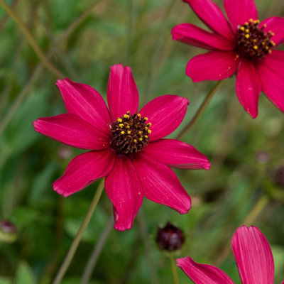  - Cosmos Cherry Chocolate Fragrant Perennial 2L Pot