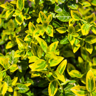Euonymus Emerald N Gold Yellow Variegated Evergreen Shrub 2L Pot from B&Q