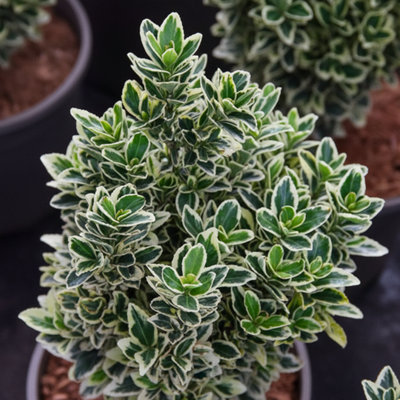 Euonymus White Spire Upright Architectural White Evergreen Shrub 2L Pot from B&Q