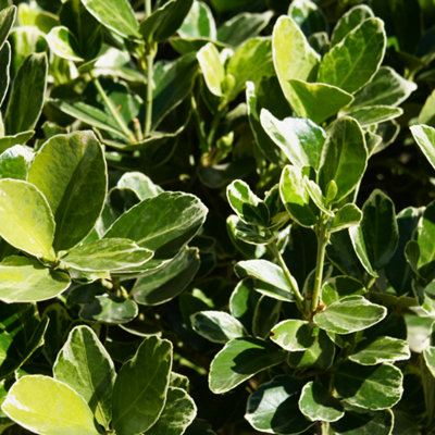Euonymus President Gauthier Silver White Variegated Evergreen Shrub 2L Pot from B&Q