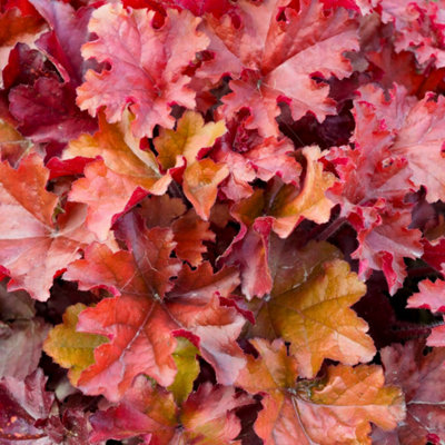 - Heuchera Boysenberry Evergreen Perennial 2L Pot