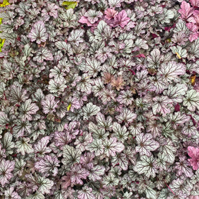  - Heuchera Huckleberry Evergreen Perennial 2L Pot
